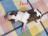 Jack, a male Shihpoo for sale in Goshen, IN – Photo 2 of 4