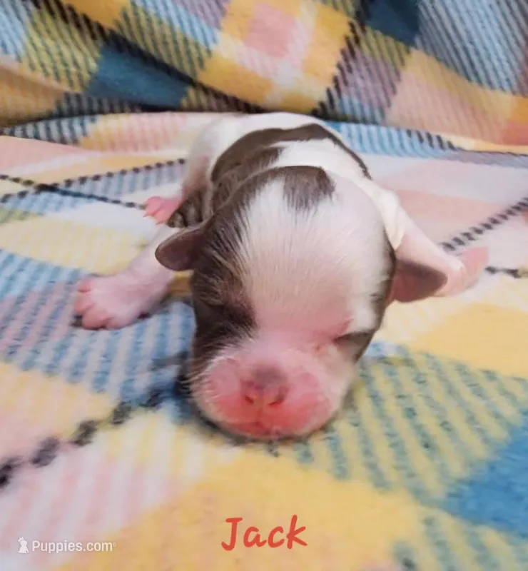 Jack – Shihpoo puppy for sale in Goshen, IN