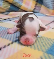 Jack, a male Shihpoo for sale in Goshen, IN – Photo 1 of 4