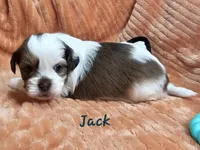 Jack, a male Shihpoo for sale in Goshen, IN – 7 of 10