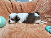 Jack, a male Shihpoo for sale in Goshen, IN – 9 of 10