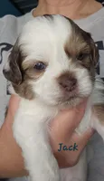 Jack, a male Shihpoo for sale in Goshen, IN – 10 of 10