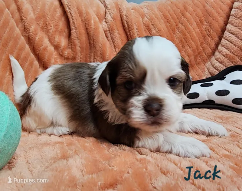 Jack – Shihpoo puppy for sale in Goshen, IN