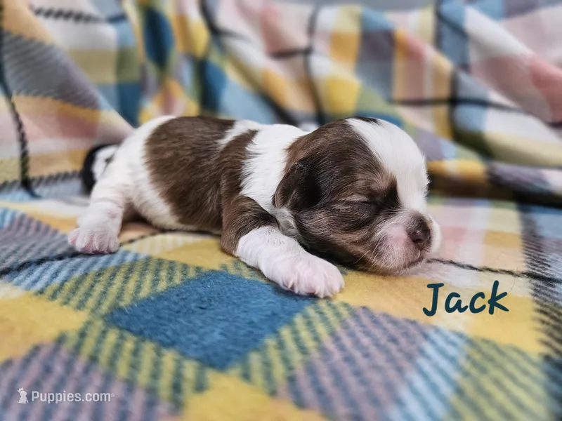 Jack – Shihpoo puppy for sale in Goshen, IN