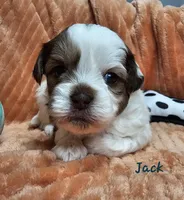 Jack, a male Shihpoo for sale in Goshen, IN – 8 of 10