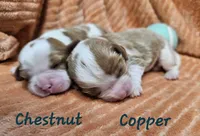 Chestnut, a male Cavalier King Charles Spaniel for sale in Goshen, IN – 7 of 8