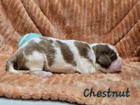 Chestnut, a male Cavalier King Charles Spaniel for sale in Goshen, IN – 2 of 8