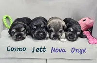 Nova, a female Miniature Schnauzer for sale in Goshen, IN – 7 of 7
