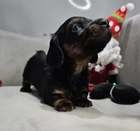 Whiskey, a male Miniature Dachshund for sale in Goshen, IN – Photo 2 of 5