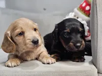 Whiskey, a male Miniature Dachshund for sale in Goshen, IN – Photo 5 of 5