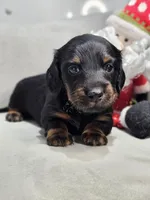 Whiskey, a male Miniature Dachshund for sale in Goshen, IN – Photo 3 of 5