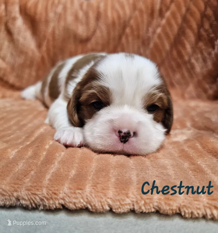 Chestnut – Cavalier King Charles Spaniel puppy for sale in Goshen, IN
