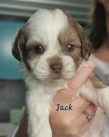Jack, a male Shihpoo for sale in Goshen, IN – 4 of 10