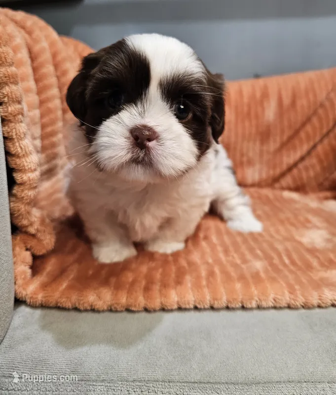 Harlow – Shih Tzu puppy for sale in Goshen, IN