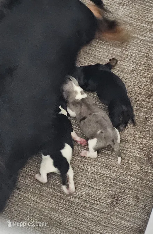 AKC Boy 3 – Miniature Dachshund puppy for sale in Goshen, IN