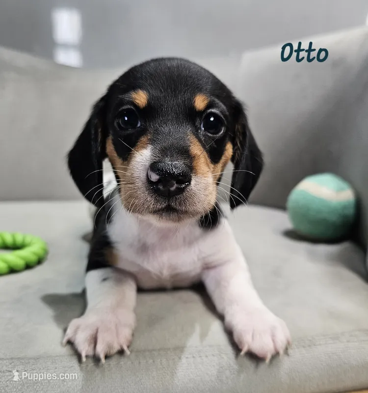 AKC Otto – Miniature Dachshund puppy for sale in Goshen, IN