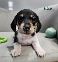 AKC Otto, a male Miniature Dachshund for sale in Goshen, IN – 5 of 10