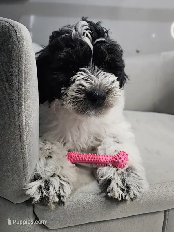 Lotus – Schnoodle puppy for sale in Goshen, IN