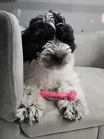 Lotus *Reduced*, a female Schnoodle for sale in Goshen, IN – 1 of 10