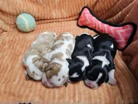 Maple, a female Cavalier King Charles Spaniel for sale in Goshen, IN – 6 of 6