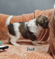 Jack, a male Shihpoo for sale in Goshen, IN – 5 of 10