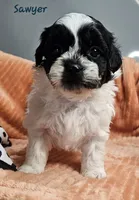Sawyer, a male Shihpoo for sale in Goshen, IN – 3 of 10