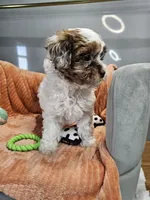 Hurley, a male Shihpoo for sale in Goshen, IN – 4 of 10