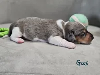 AKC Boy 2, a male Miniature Dachshund for sale in Goshen, IN – 2 of 8