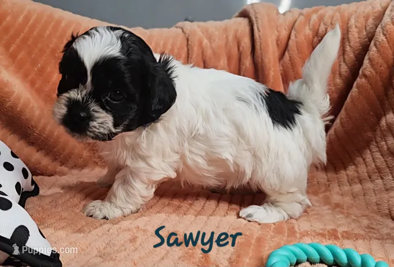 Sawyer – Shihpoo puppy for sale in Goshen, IN