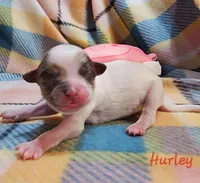 Hurley, a male Shihpoo for sale in Goshen, IN – Photo 3 of 3
