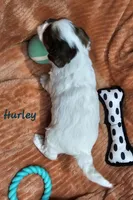 Hurley, a male Shihpoo for sale in Goshen, IN – 10 of 10