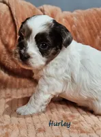 Hurley, a male Shihpoo for sale in Goshen, IN – 9 of 10