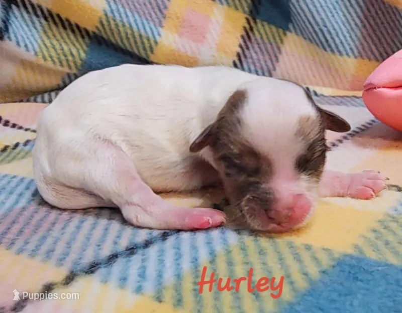 Hurley – Shihpoo puppy for sale in Goshen, IN