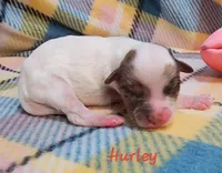 Hurley, a male Shihpoo for sale in Goshen, IN – Photo 1 of 3