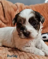 Hurley, a male Shihpoo for sale in Goshen, IN – 6 of 10