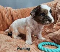 Hurley, a male Shihpoo for sale in Goshen, IN – 8 of 10