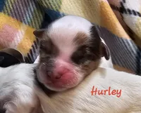 Hurley, a male Shihpoo for sale in Goshen, IN – Photo 2 of 3