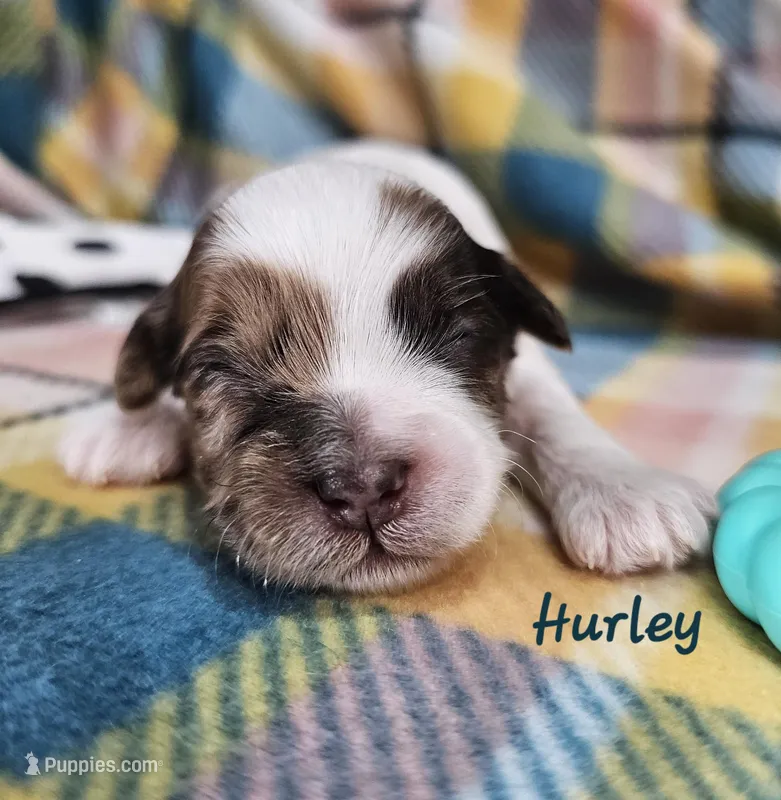 Hurley – Shihpoo puppy for sale in Goshen, IN