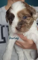 Hurley, a male Shihpoo for sale in Goshen, IN – 7 of 10