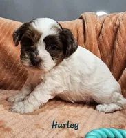 Hurley, a male Shihpoo for sale in Goshen, IN – 4 of 10