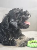 Jett, a male Miniature Schnauzer for sale in Goshen, IN – 2 of 8