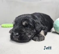 Jett, a male Miniature Schnauzer for sale in Goshen, IN – 7 of 8