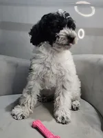 Lotus *Reduced*, a female Schnoodle for sale in Goshen, IN – 2 of 10