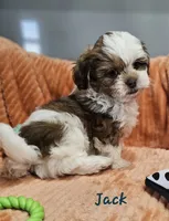 Jack, a male Shihpoo for sale in Goshen, IN – 5 of 10
