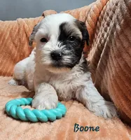 Boone, a male Shihpoo for sale in Goshen, IN – 1 of 10