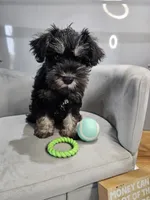 Jett *Reduced*, a male Miniature Schnauzer for sale in Goshen, IN – 2 of 10