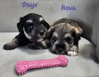 Onyx, a female Miniature Schnauzer for sale in Goshen, IN – 8 of 10