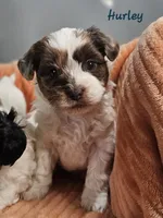 Hurley, a male Shihpoo for sale in Goshen, IN – 5 of 10