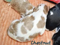 Chestnut, a male Cavalier King Charles Spaniel for sale in Goshen, IN – 4 of 8