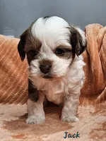 Jack, a male Shihpoo for sale in Goshen, IN – 2 of 10